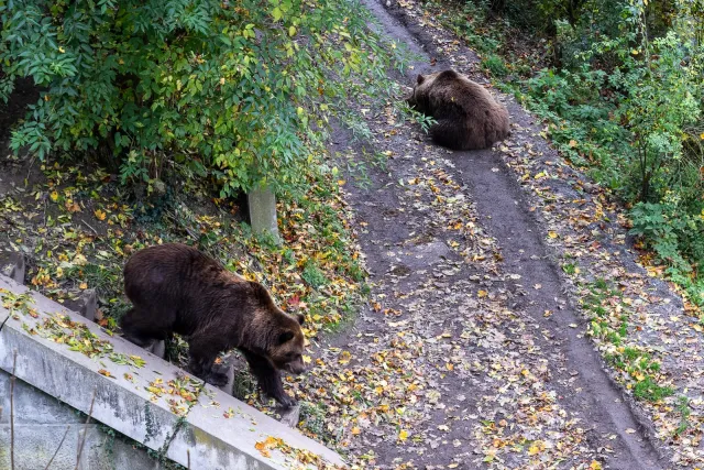 Brown bears in Bern