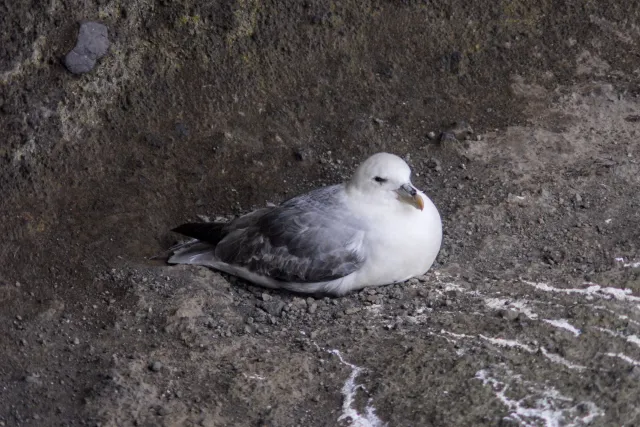 Sturmvögel im Nest auf Island