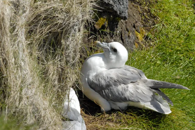 Sturmvögel im Nest auf Island