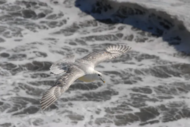 Sturmvögel auf Island