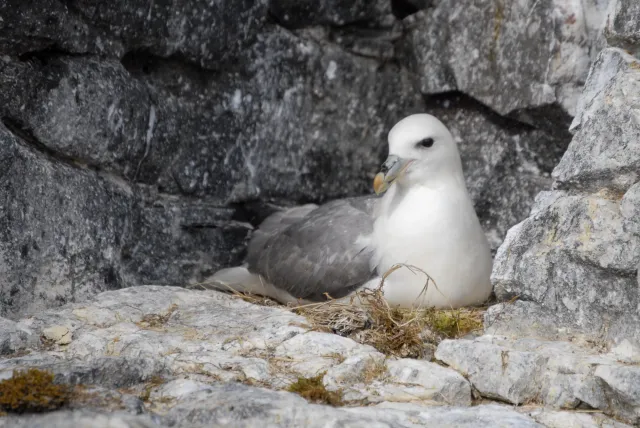 Sturmvögel im Nest auf Island