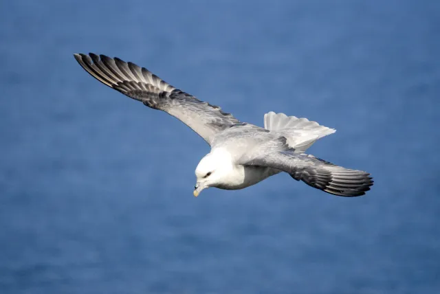 Sturmvögel auf Island