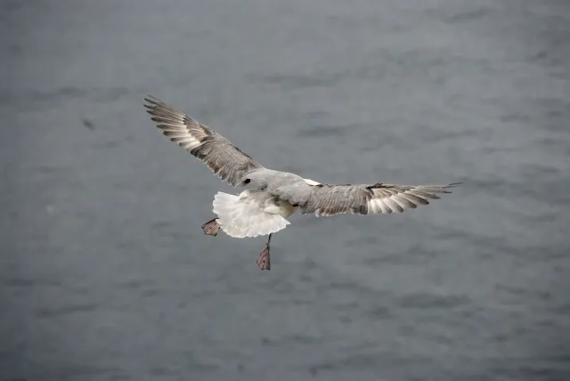 Sturmvögel auf Island