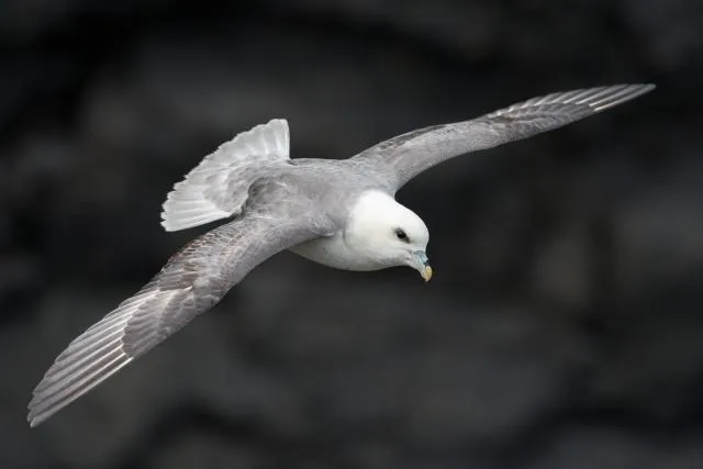 Strumvogel über den Äußeren Hebriden