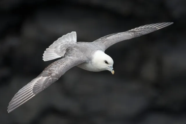 Sturmvögel auf den Äußeren Hebriden