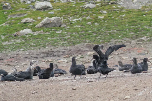 Giant petrels on the Falkland Island Sealion Island