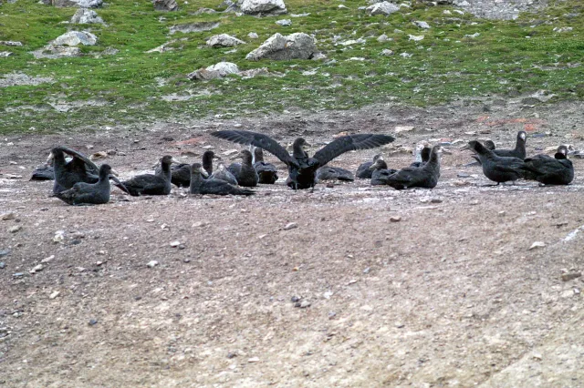 Giant petrels on the Falkland Island Sealion Island