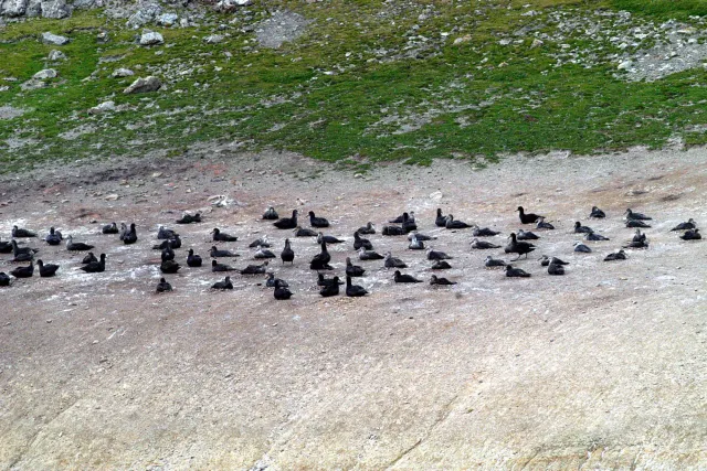 Giant petrels on the Falkland Island Sealion Island