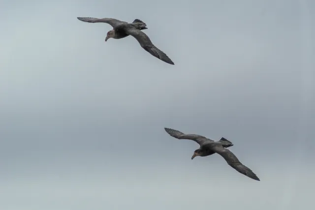 Giant petrels on the Falkland Island Sealion Island