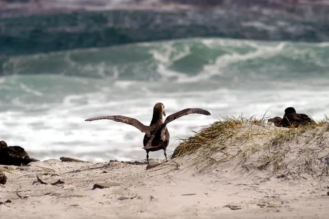 Giant petrels on the Falkland Island Sealion Island