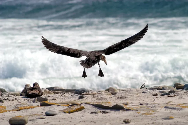 Giant petrels on the Falkland Island Sealion Island