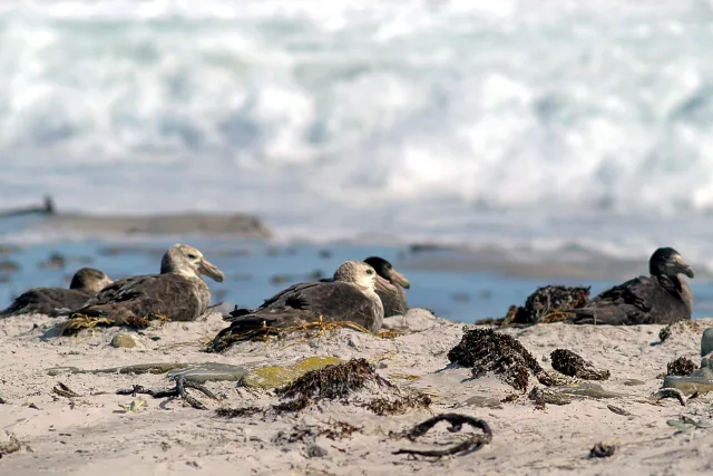 Giant petrels on the Falkland Island Sealion Island