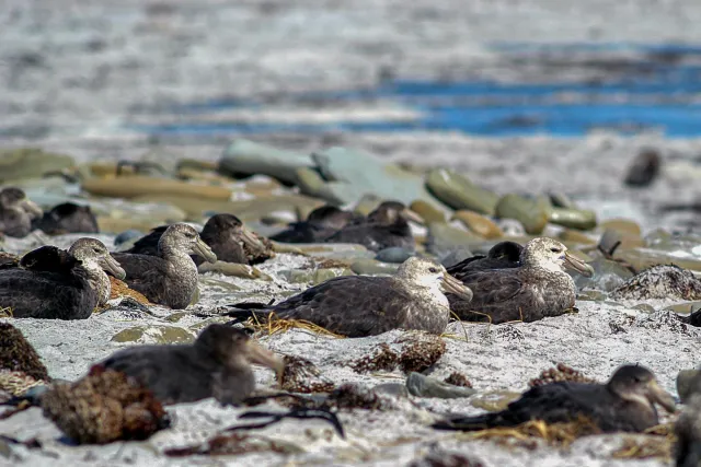 Giant petrels on the Falkland Island Sealion Island