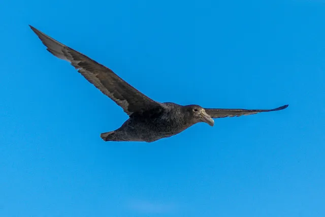 Giant petrels on the Falkland Island Sealion Island