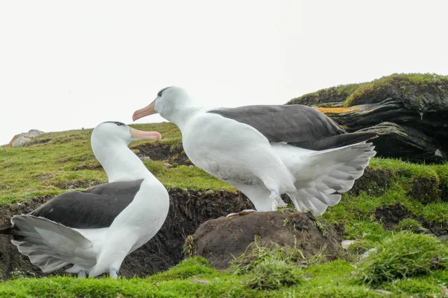 Black-browed Albatrosses in the colony at the Neck on Saunders.