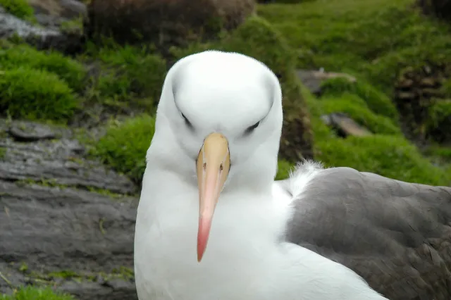 Schwarzbrauenalbatrosse in der Kolonie am "Neck" auf Saunders.