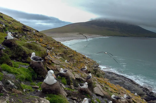 The albatross colony at Saunders' Neck