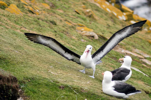 Schwarzbrauenalbatrosse in der Kolonie am "Neck" auf Saunders.