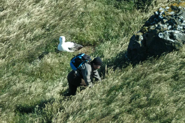 A gamekeeper checks the nests of breeding royal albatrosses