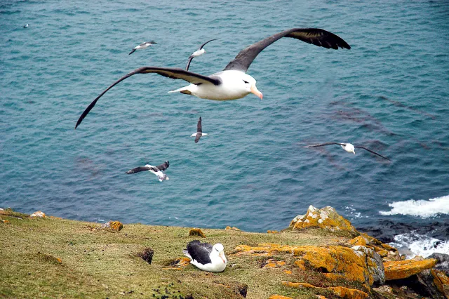 Black-browed Albatross in flight at Saunders