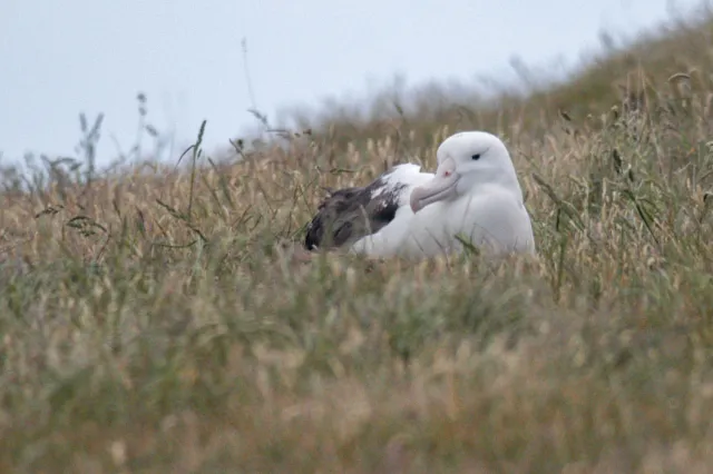 Breeding Royal Albatrosses on the Otago Peninsula of New Zealand