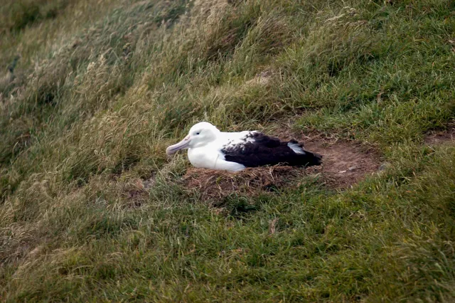 Breeding Royal Albatrosses on the Otago Peninsula of New Zealand