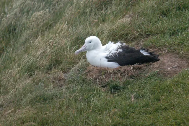 Breeding Royal Albatrosses on the Otago Peninsula of New Zealand