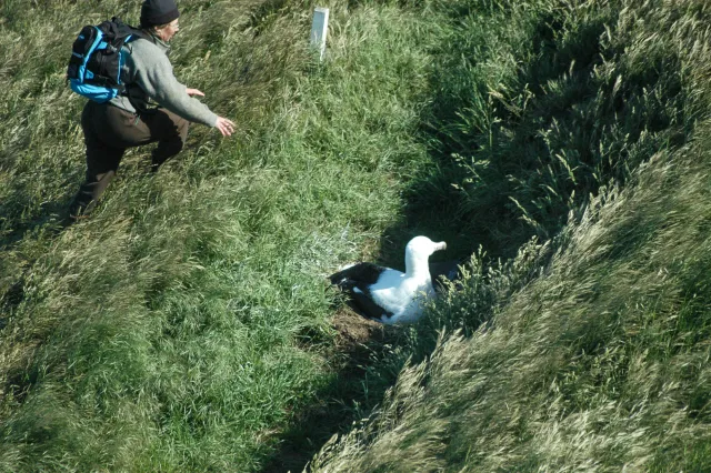 A gamekeeper checks the nests of breeding royal albatrossese