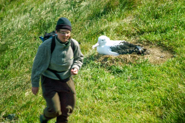 A gamekeeper checks the nests of breeding royal albatrossesse