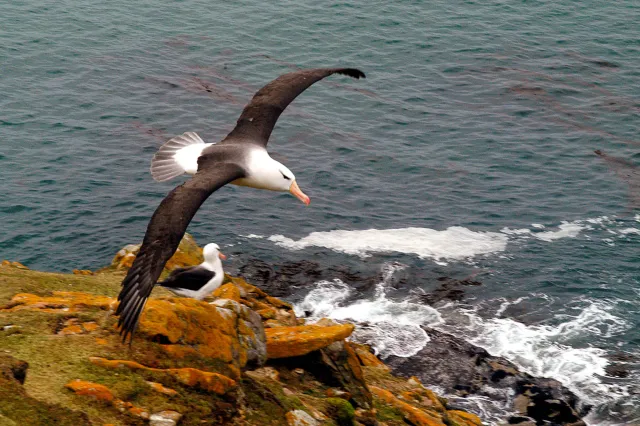 Black-browed Albatross in flight at Saunders