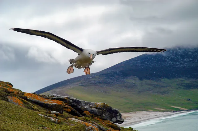 Schwarzbrauenalbatros im Flug über Saunders – ausgezeichnet mit dem 1. Platz beim Lumix-Fotowettbewerb 2006.