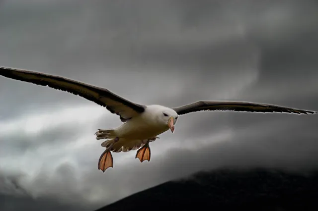 Black-browed Albatross in flight at Saunders