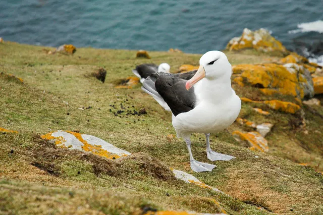 Black-browed Albatrosses in the colony at the Neck on Saunders.