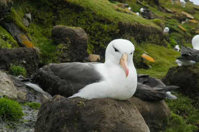 Schwarzbrauenalbatrosse in der Kolonie am "Neck" auf Saunders.