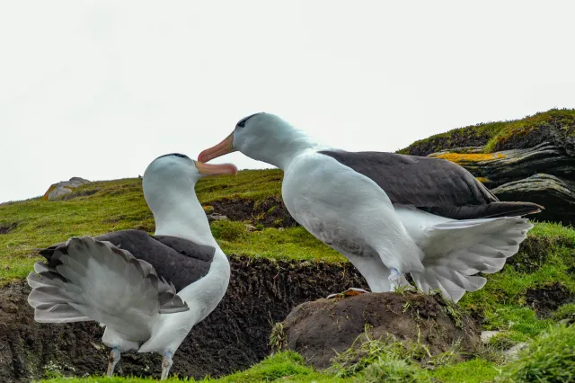 Black-browed Albatrosses in the colony at the Neck on Saunders.