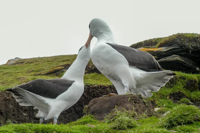 Black-browed Albatrosses in the colony at the Neck on Saunders.