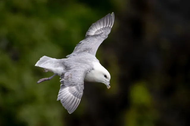 Sturmvogel auf den Färöer-Inseln