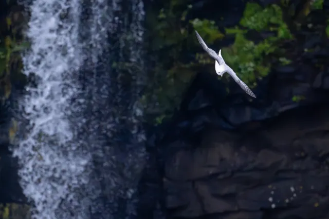 Sturmvogel am Múlafossur-Wasserfall der Färöer-Insel Vágar