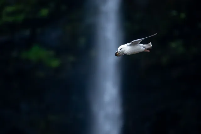 Sturmvogel am Múlafossur-Wasserfall der Färöer-Insel Vágar