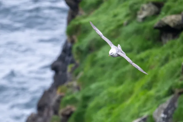 Sturmvogel auf den Färöer-Inseln