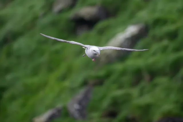 Sturmvogel auf den Färöer-Inseln