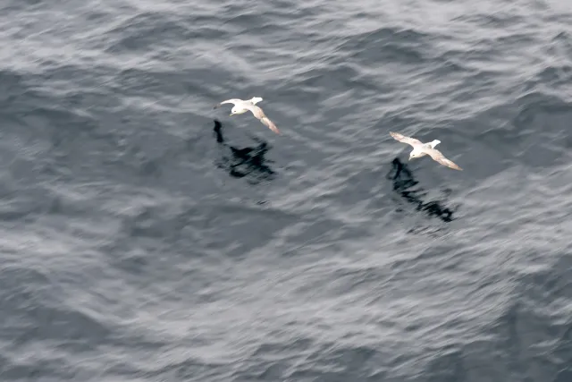 Sturmvögel vor den Shetlandinseln