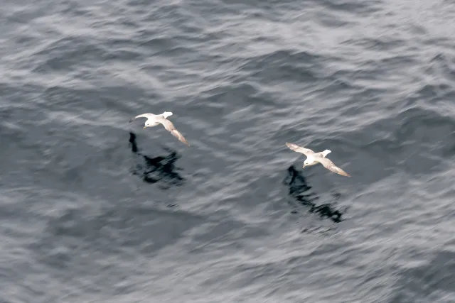 Sturmvögel vor den Shetlandinseln