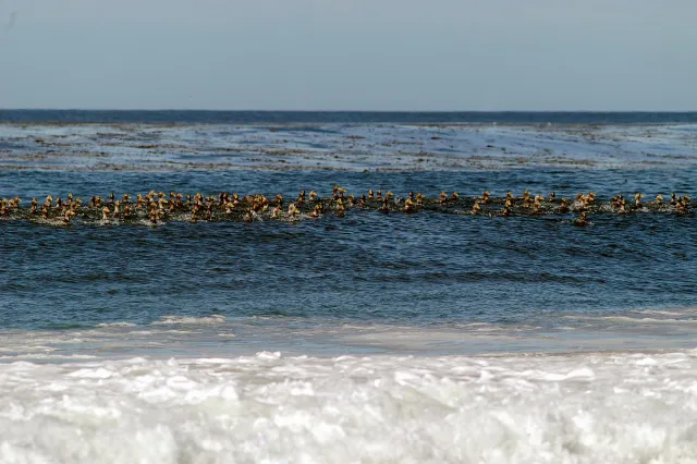 Ein "Entenband" auf dem Meer