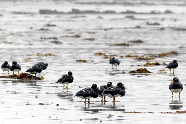 Dampfschiffenten an den Stränden von Sealionisland 