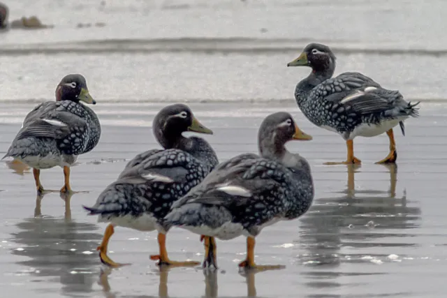 Dampfschiffenten an den Stränden von Sealionisland