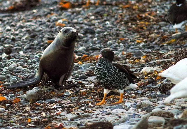 Die Kelpgans und der Seebär: Ein tierisches Spektakel auf Carcass Island