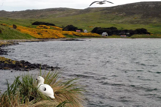 A kelp goose and the property near the gorse bushes