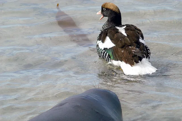 Die Kelpgans geht vor dem Seebär stiften