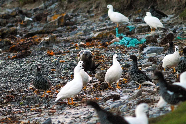 Kelp goose spectacle on the coast of Carcass